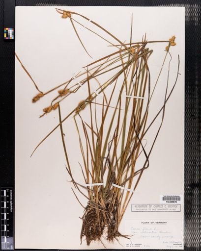 Carex flava