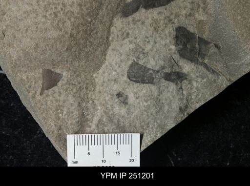 undet. Eurypterida