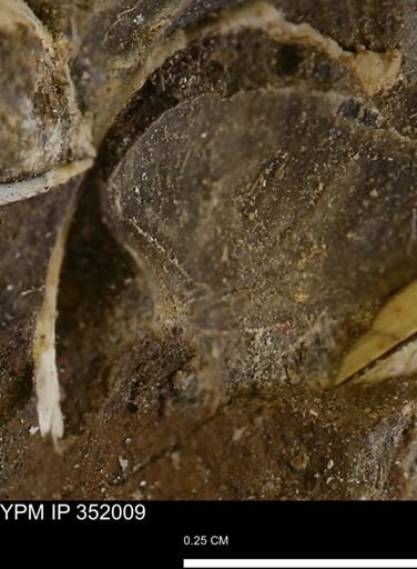 undet. Bivalvia