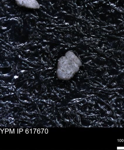 undet. Foraminiferida