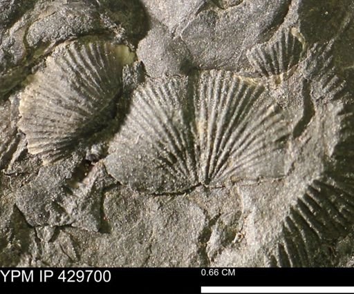 Devonochonetes sp.