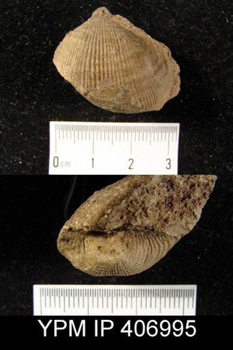 Productus semireticulatus