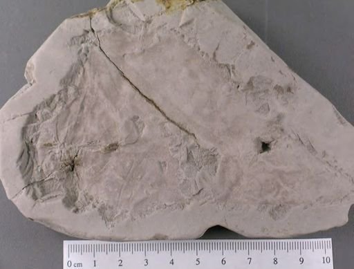 Menispermites borealis