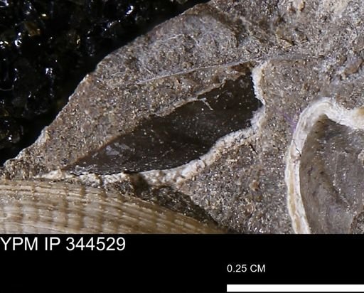 undet. Mollusca