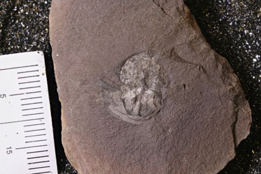 Euproops danae