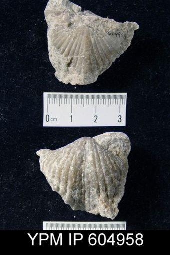 Brachythyrina?