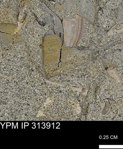 undet. Mollusca