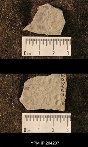 Hexapoda