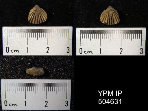 undet. Rhynchonellida