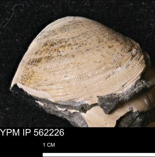 Limopsis striatopunctatus