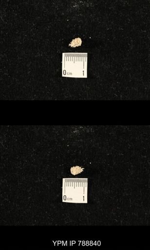 taxon undetermined