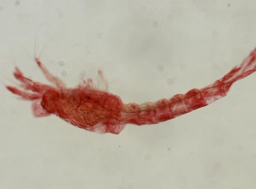 Brachyura