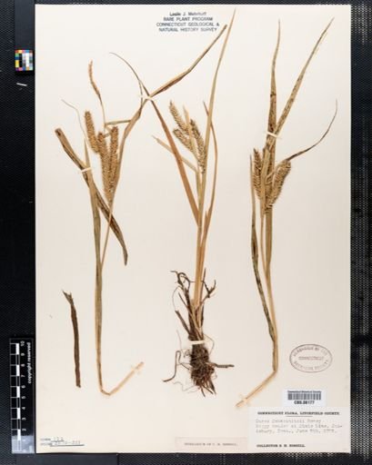 Carex schweinitzii