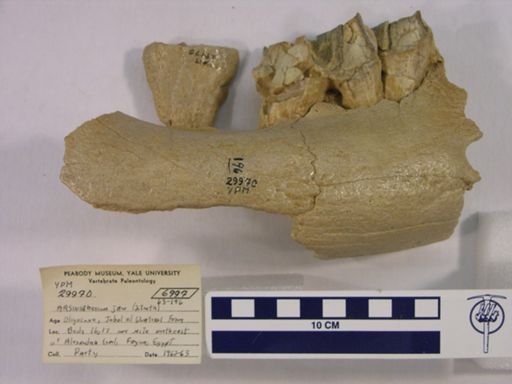 Arsinoitherium sp.