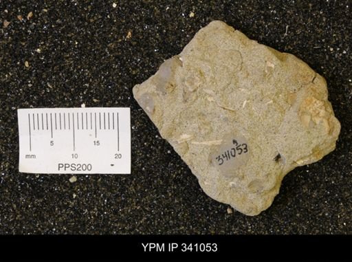 undet. Bivalvia