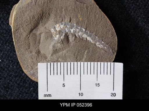 Acanthotelson stimpsoni