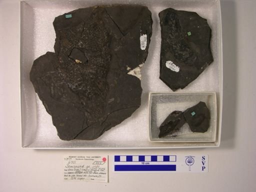 Semionotidae