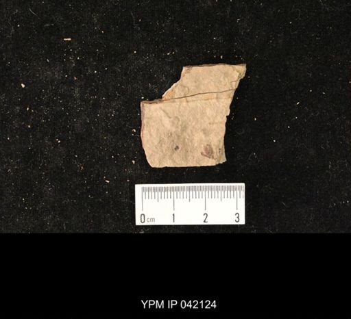 undet. Hymenoptera