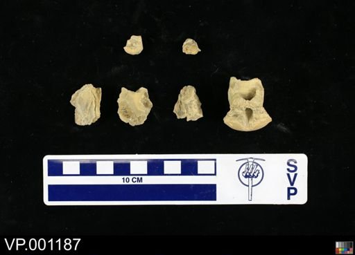 Testudinata