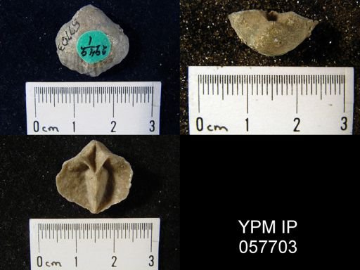 Gypidula multicostata