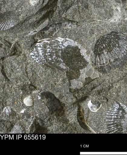 Oxytoma (Hypoxytoma) nebrascana