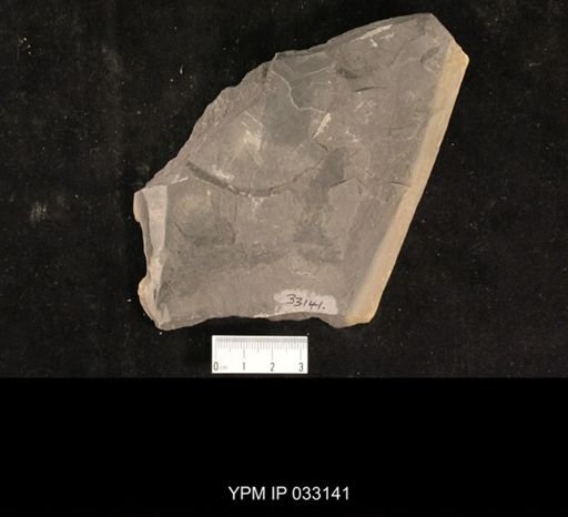 Mormolucoides articulatus