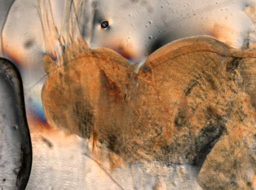 Amphinomidae