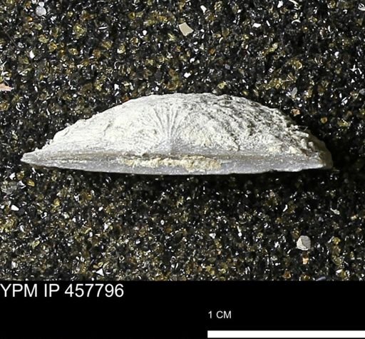Strophodonta sp.