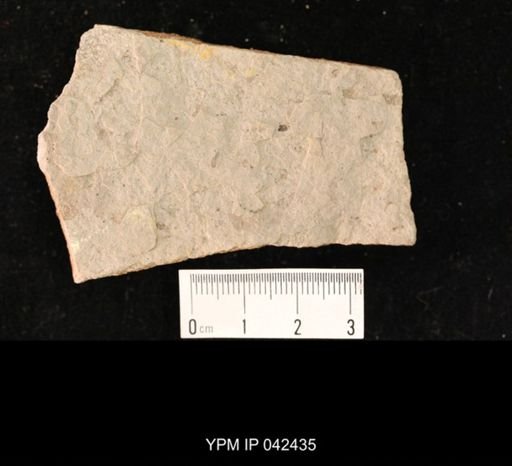 undet. Hexapoda