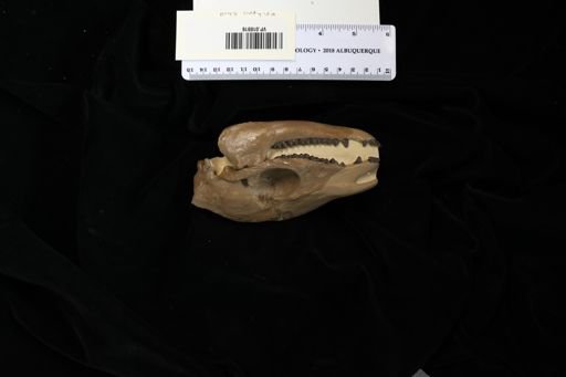 Epihippus gracilis