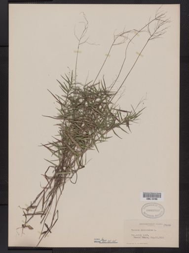 Panicum dichotomum