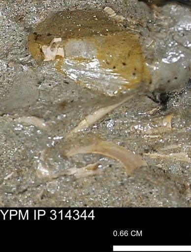undet. Scaphopoda