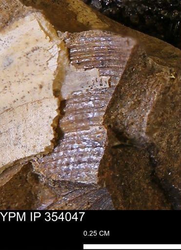 Limopsis striatopunctatus
