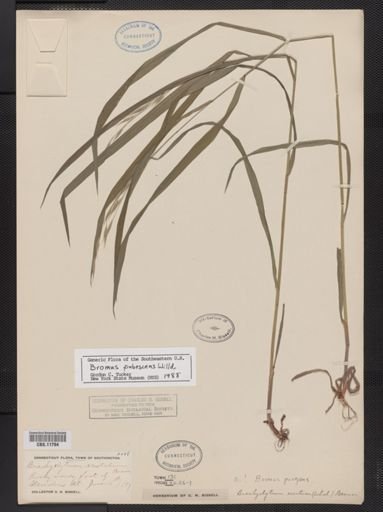 Bromus pubescens