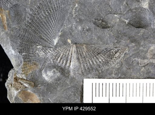 Mucrospirifer mucronatus