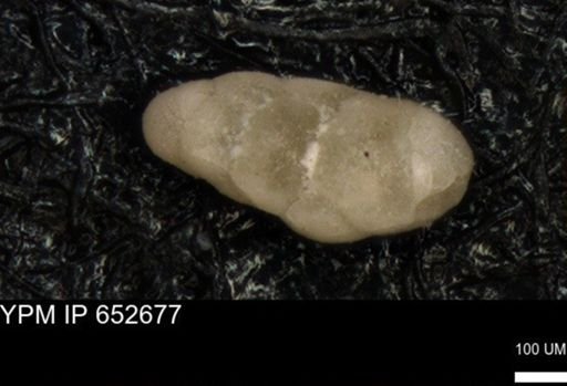 undet. Foraminiferida