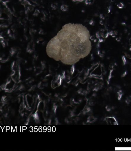 undet. Foraminiferida