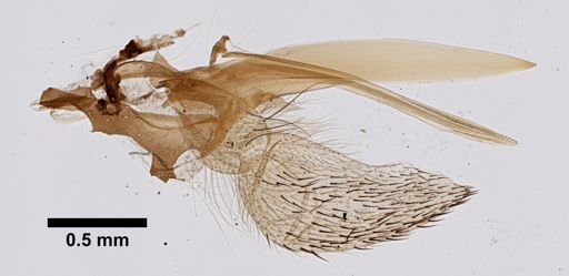 Tabanidae