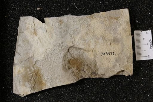 Eumalacostraca