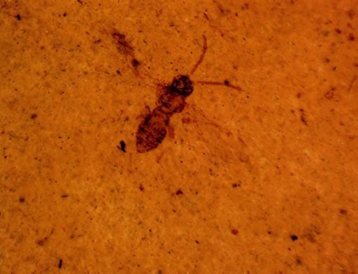 undet. Hymenoptera