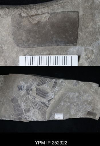 undet. Eurypterida