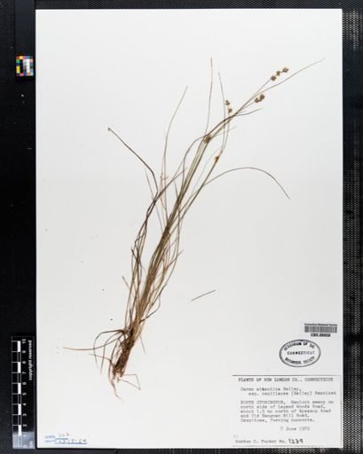 Carex atlantica capillacea