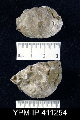 Productus costatus