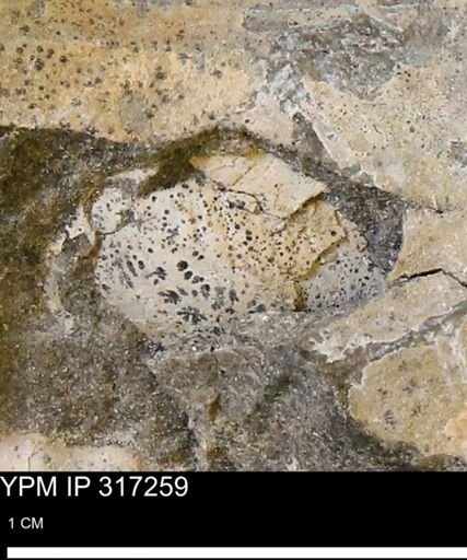 undet. Mollusca