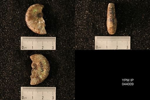 Hoploscaphites nicolletii