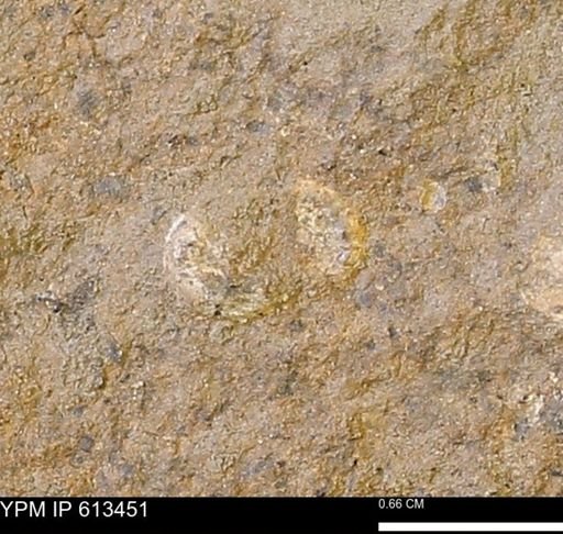 Scaphites sp.