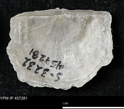 Pholidostrophia iowaensis
