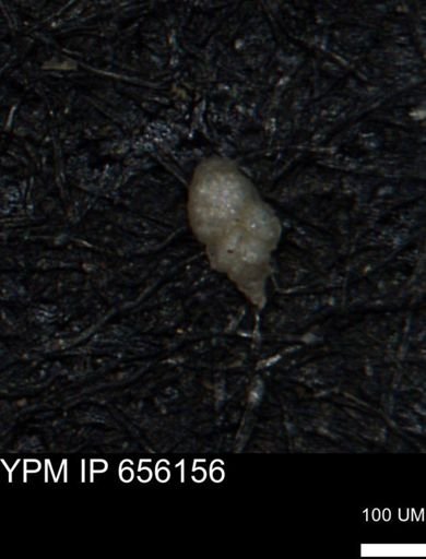 Bimonilina variana