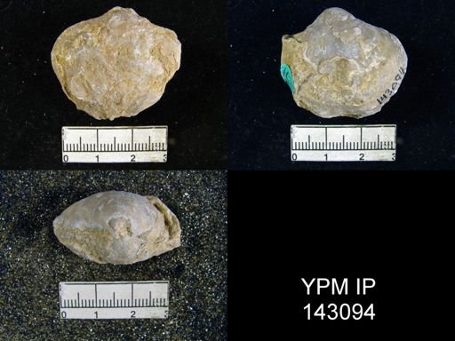 Athyris sp.