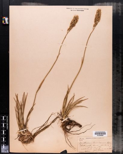 Narthecium americanum